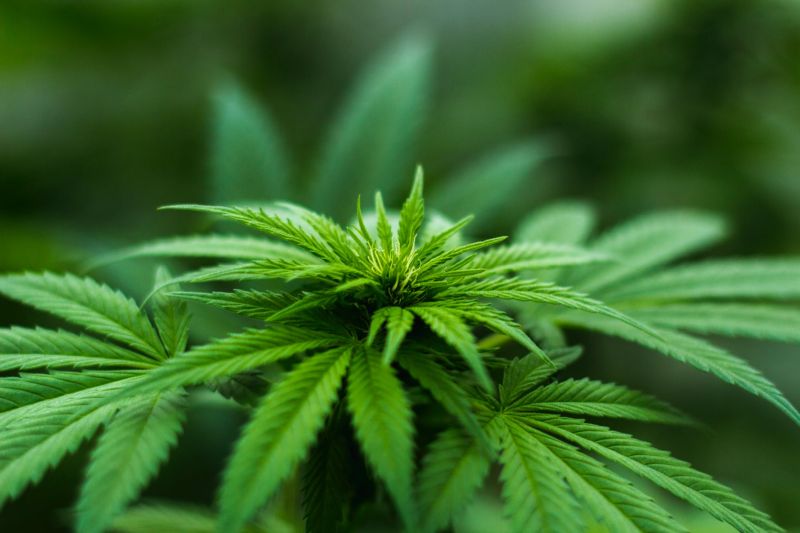 Najnovšie štúdie jasne hovoria proti legalizácii marihuany
